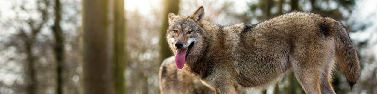 Wolfsblut